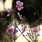 Herbst-Anemone