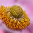 "Herbst Anemone "