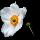 Herbst Anemone