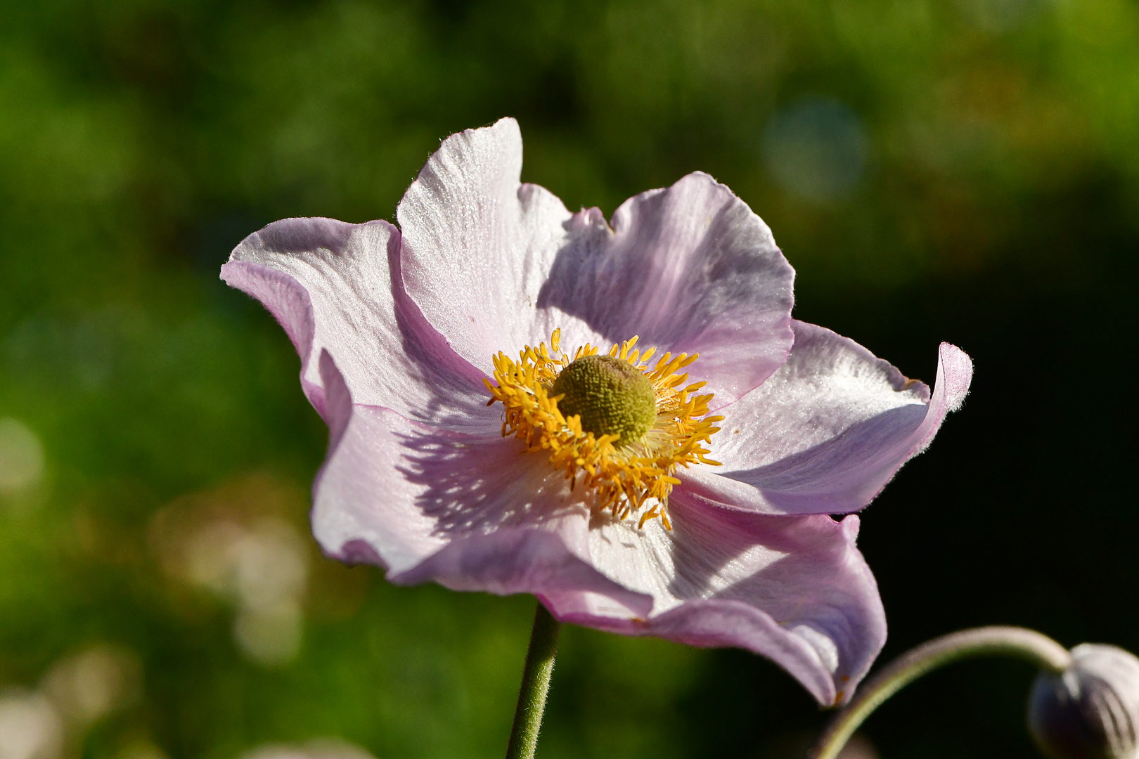 Herbst-Anemone