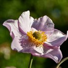 Herbst-Anemone