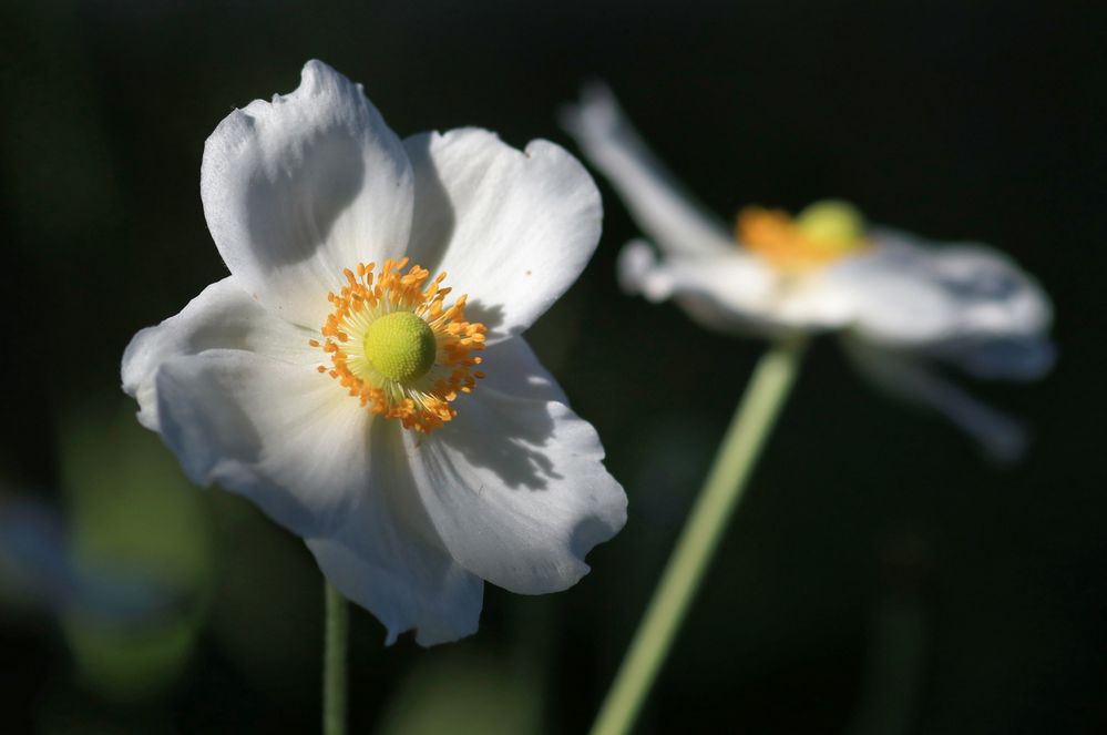 Herbst-Anemone