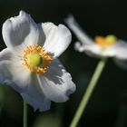 Herbst-Anemone