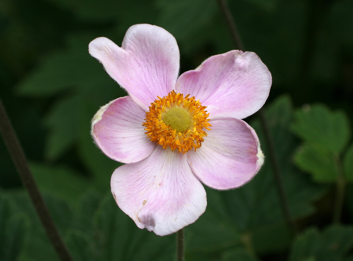 Herbst-Anemone