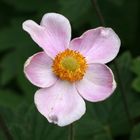 Herbst-Anemone