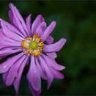 Herbst-Anemone