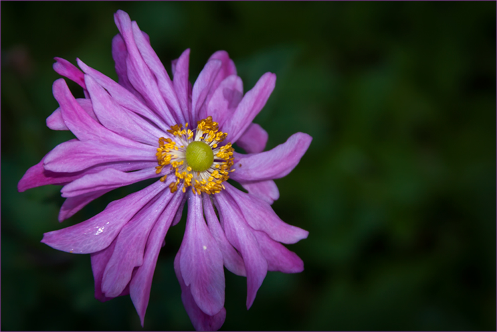 Herbst-Anemone