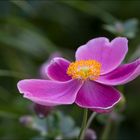 Herbst Anemone