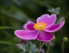 Herbst Anemone