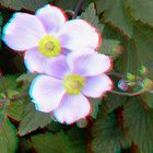 Herbst-Anemone (3D-Foto)