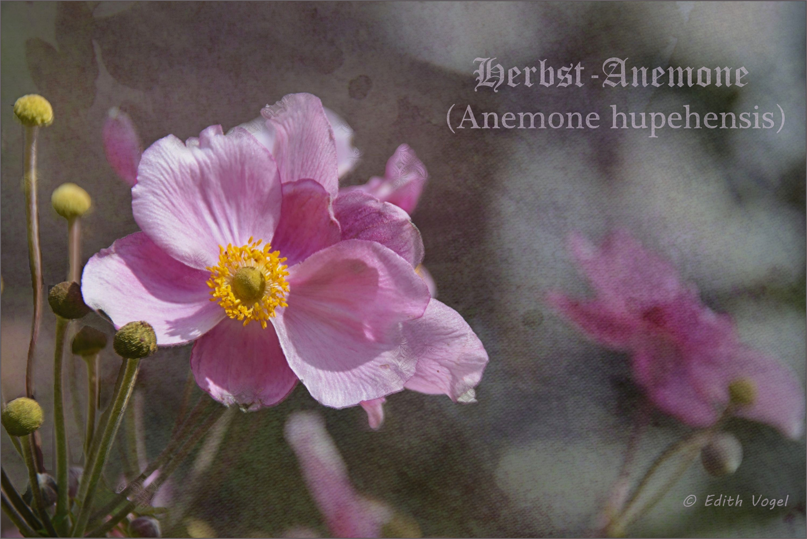 Herbst - Anemone...