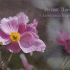 Herbst - Anemone...