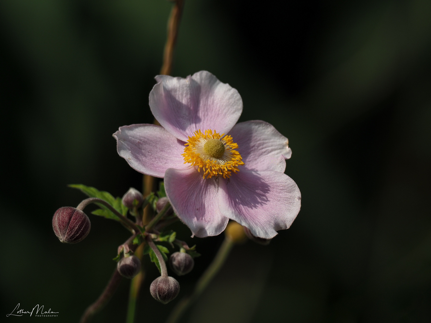 Herbst-Anemone