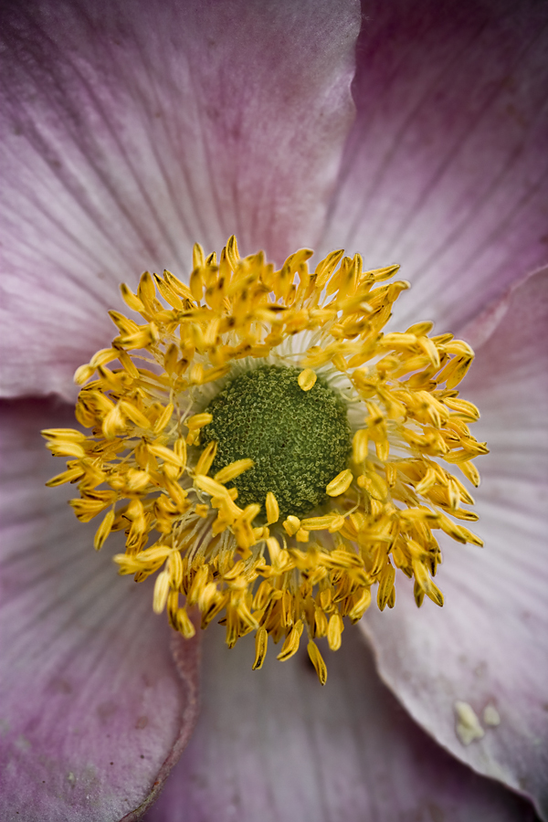 Herbst-Anemone.