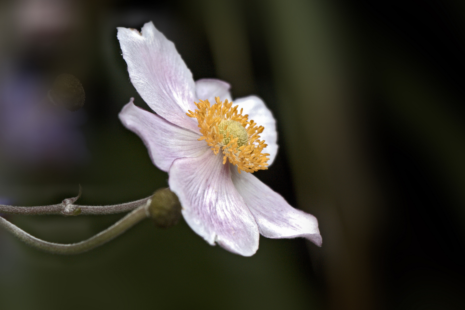 Herbst - Anemone...