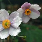 Herbst-Anemone