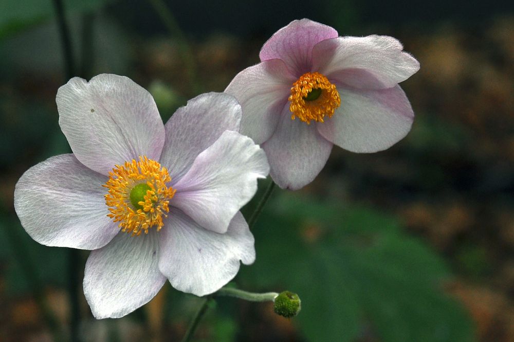 Herbst-Anemone