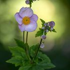 Herbst-Anemone