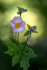 Herbst-Anemone