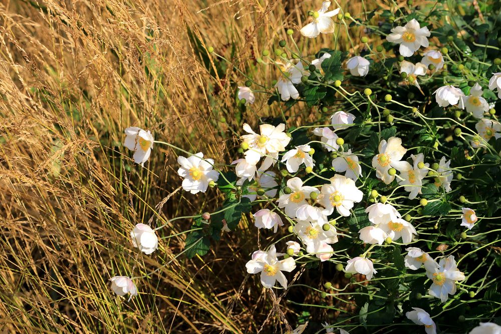 Herbst-Anemone ...