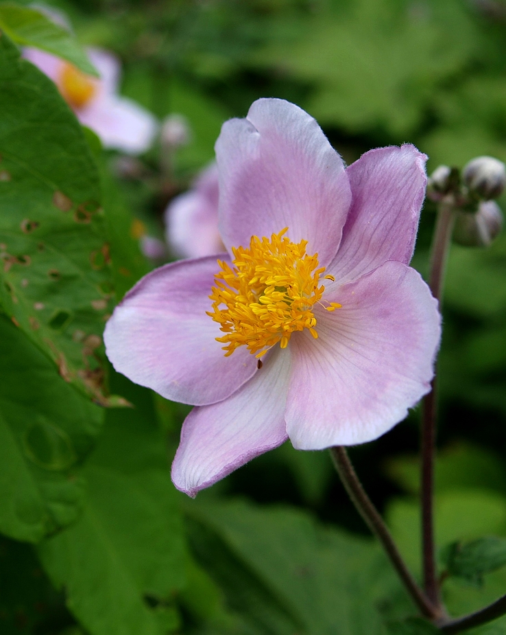 Herbst-Anemone