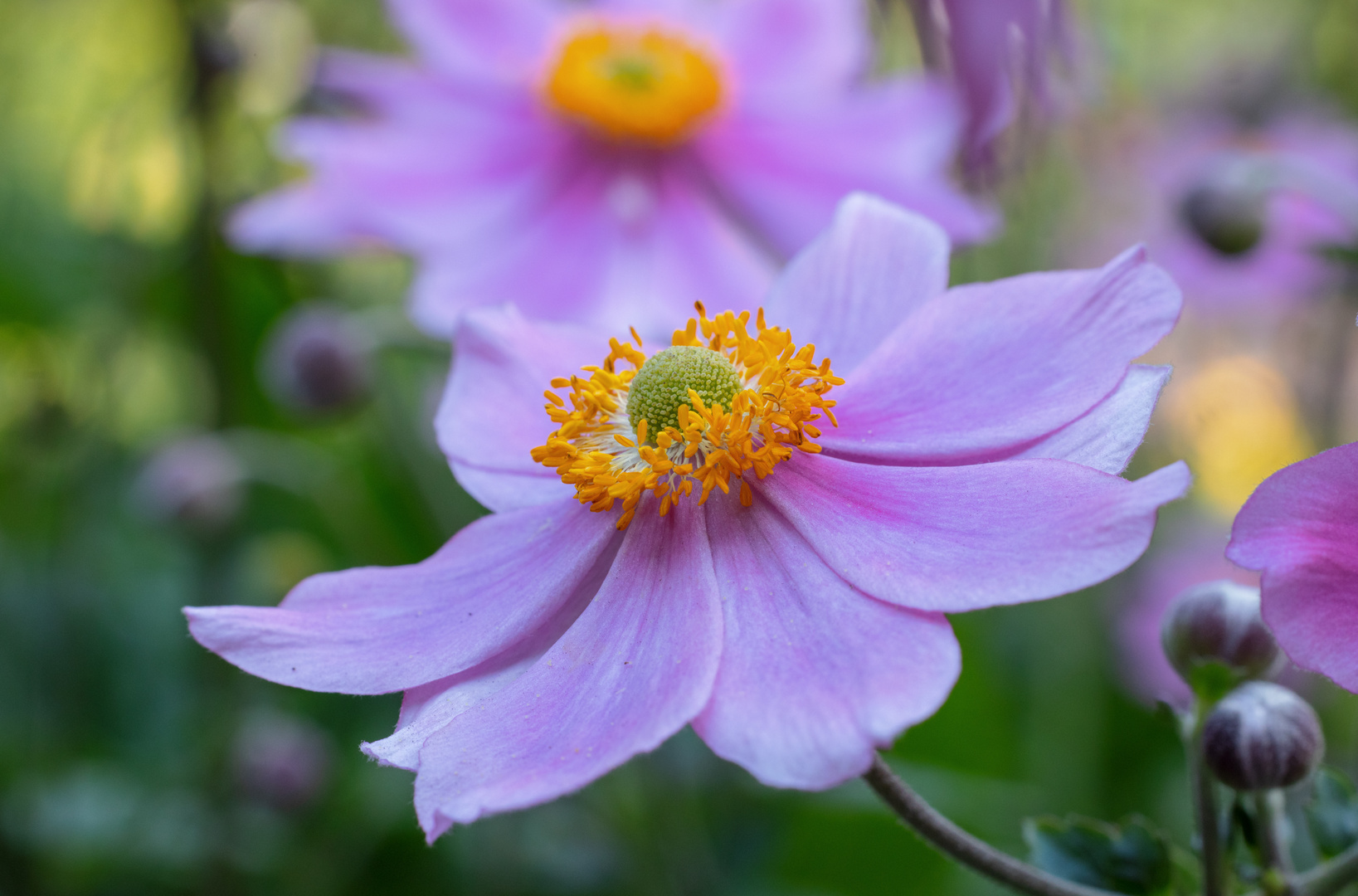 Herbst-Anemone