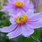 Herbst-Anemone