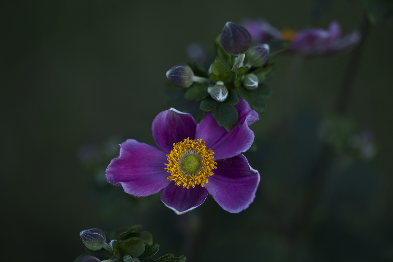 Herbst-Anemone