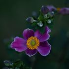 Herbst-Anemone