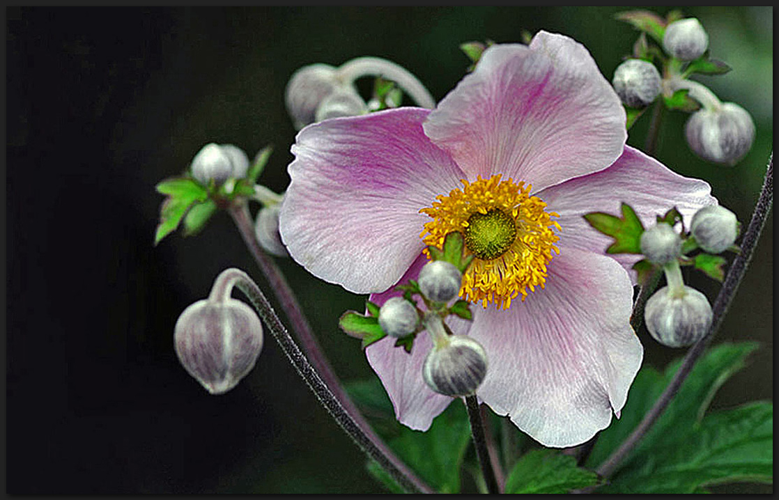 Herbst-Anemone