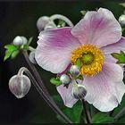 Herbst-Anemone