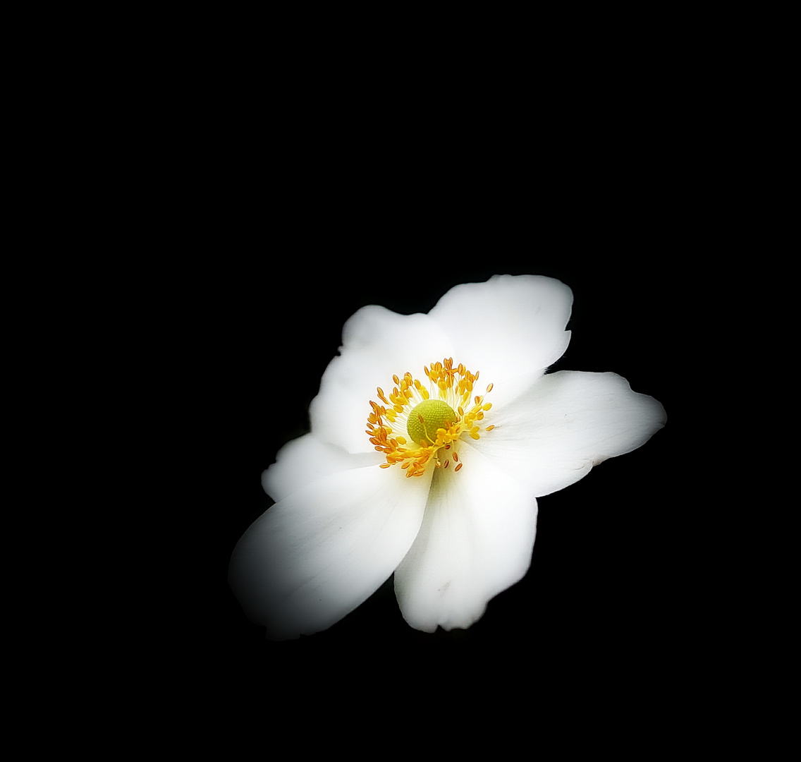 Herbst-Anemone