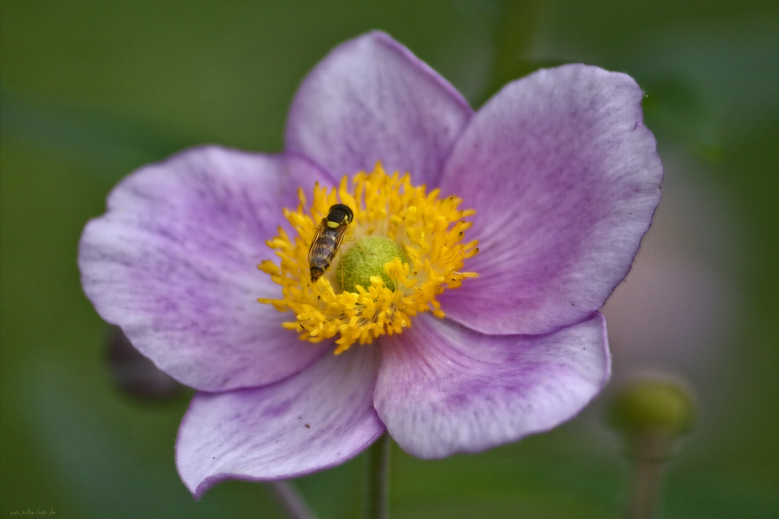 Herbst-Anemone