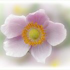   Herbst Anemone 