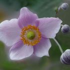 Herbst Anemone