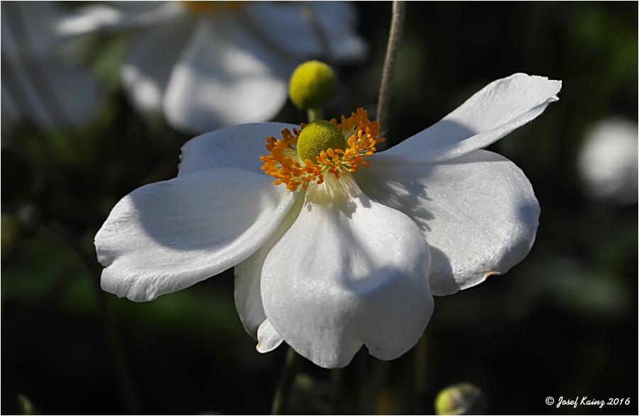 Herbst-Anemone