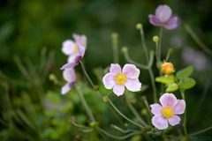 Herbst-Anemone