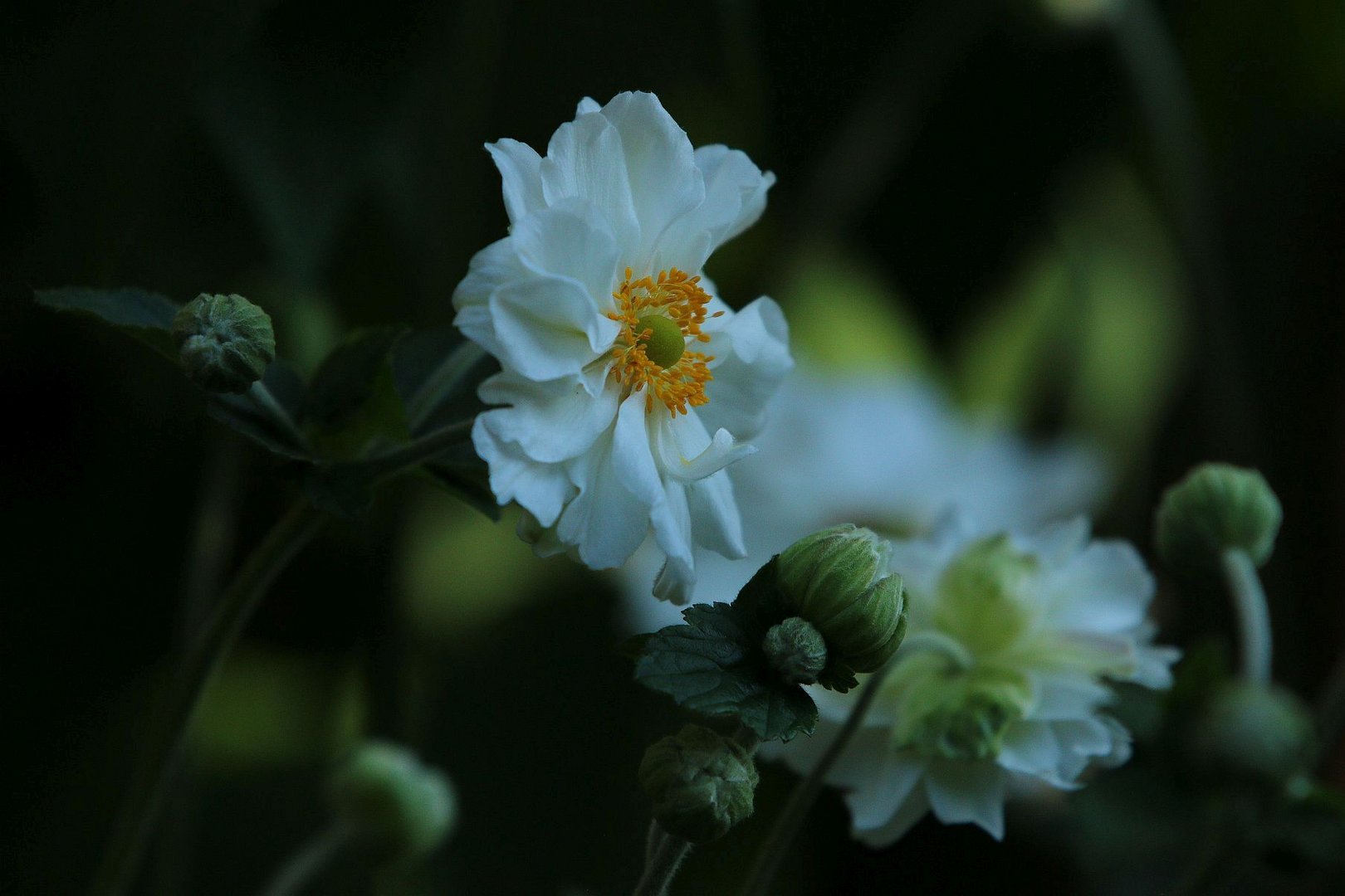 Herbst-Anemone