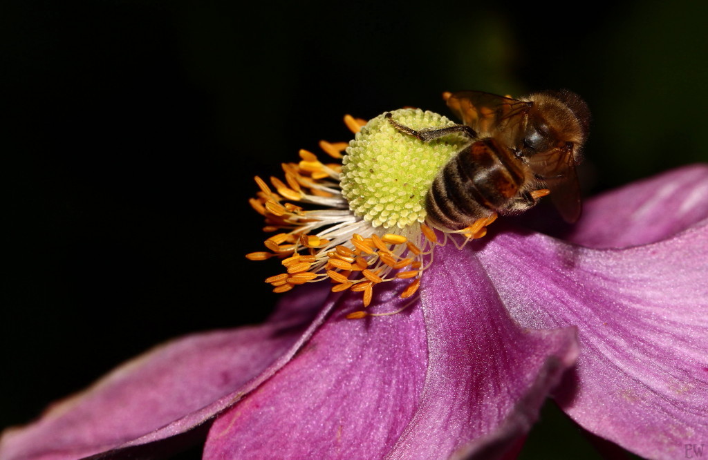 Herbst-Anemone...