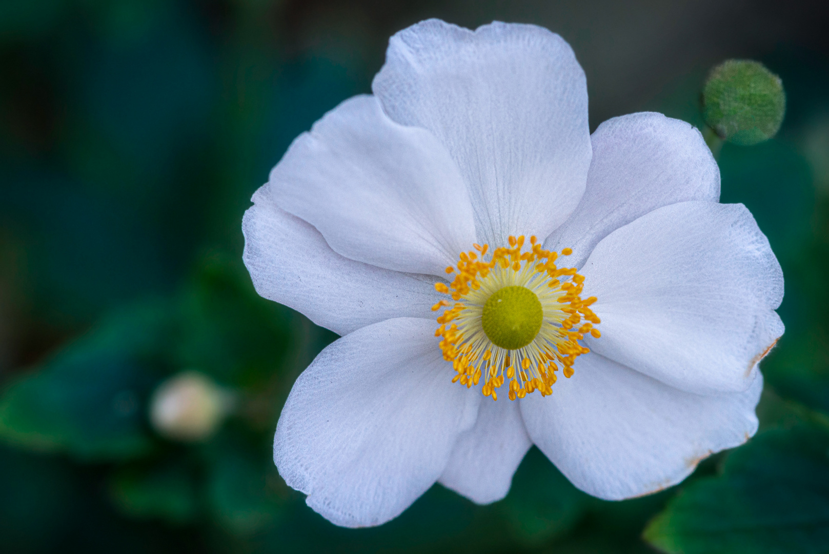 Herbst-Anemone. 