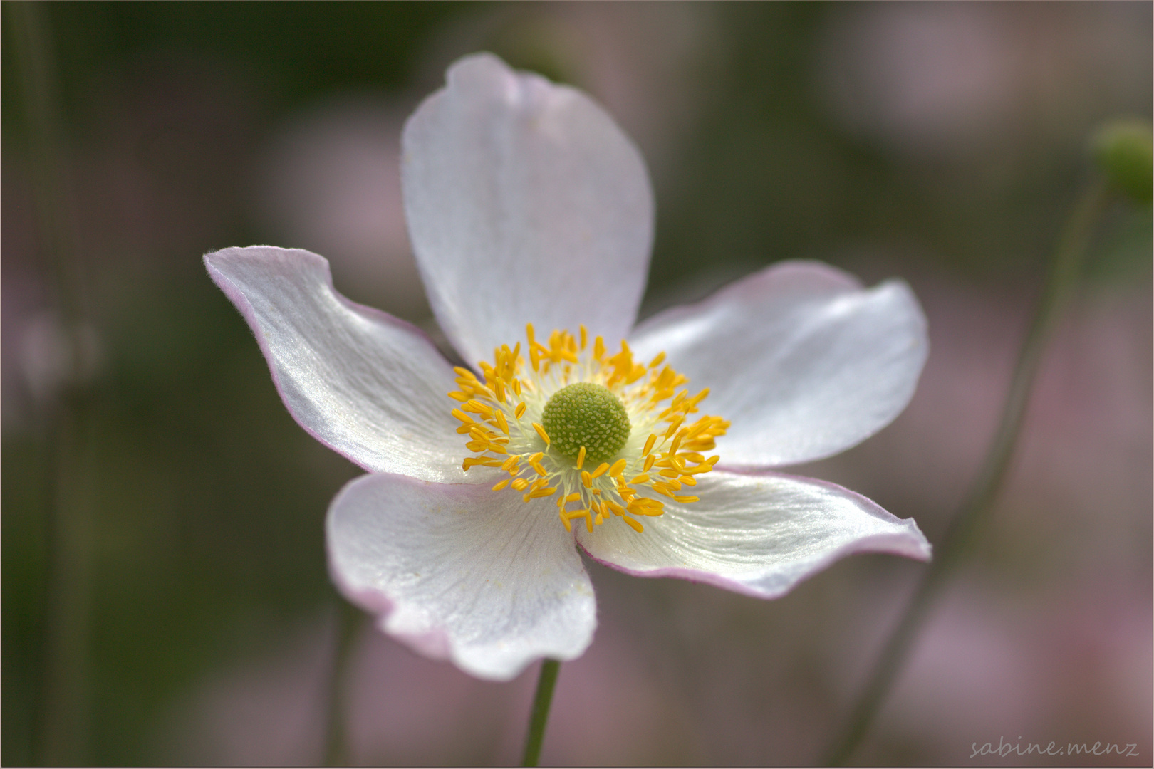 ....Herbst Anemone....