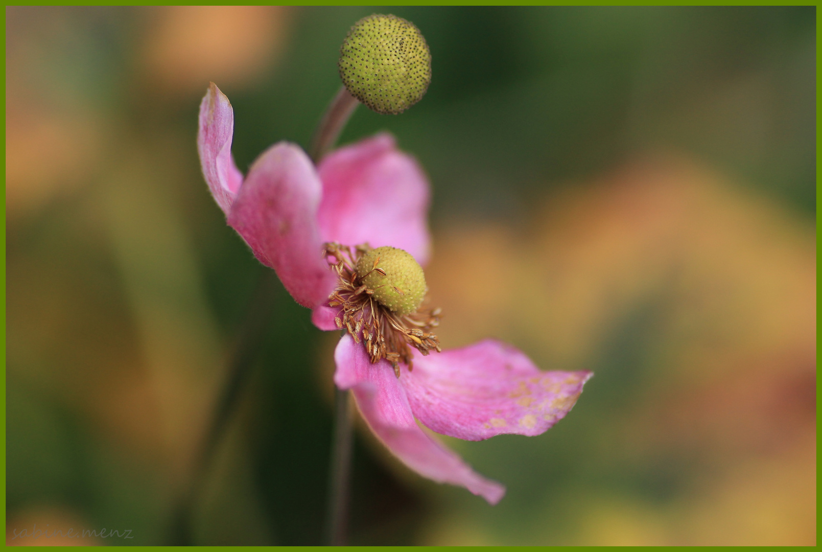 Herbst - Anemone