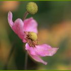 Herbst - Anemone