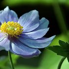 Herbst-Anemone