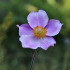 Herbst Anemone....