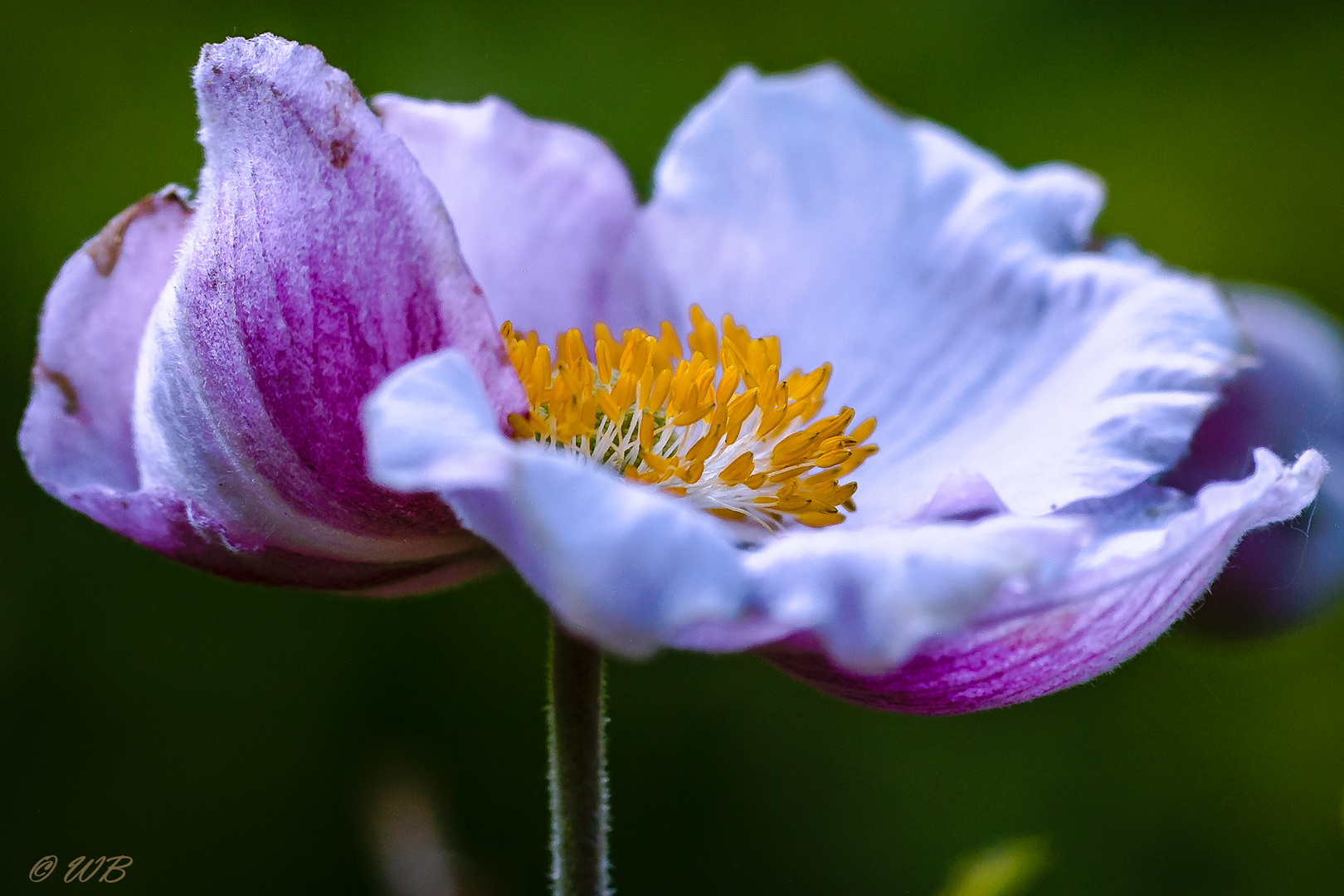 - Herbst-Anemone (Anemone hupehensis) -