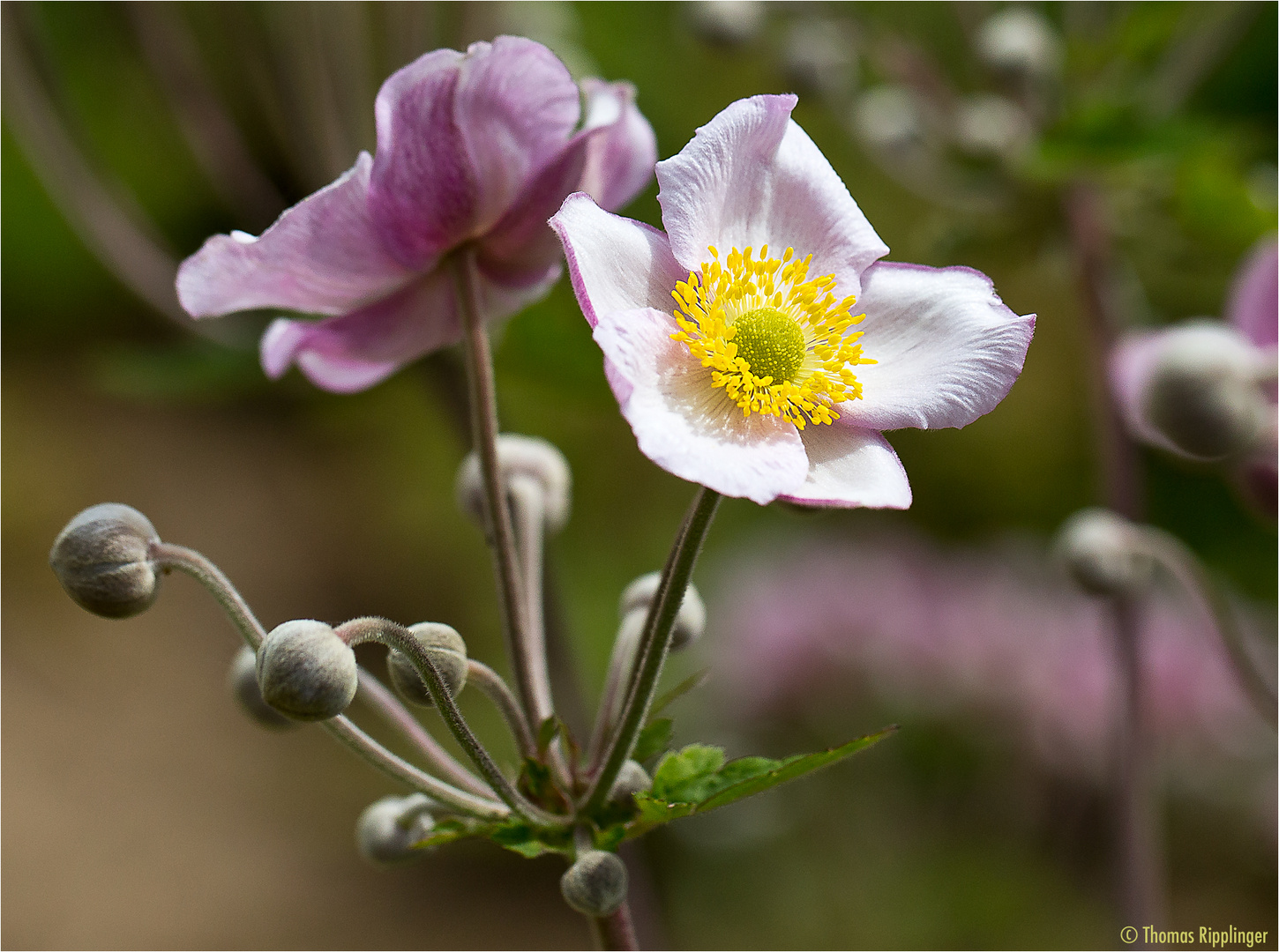 Herbst-Anemone (Anemone hupehensis)