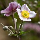 Herbst-Anemone (Anemone hupehensis)