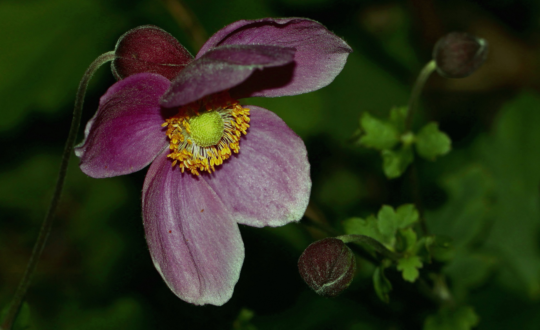 Herbst-Anemone (Anemone hupehensis)...