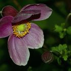 Herbst-Anemone (Anemone hupehensis)...